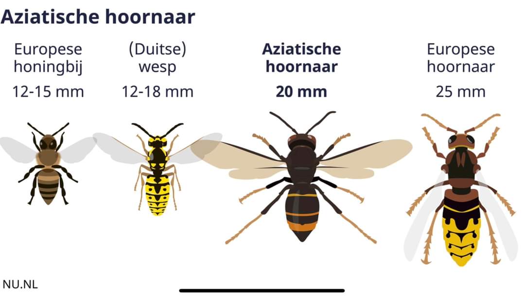 aziatische hoornaarn herkennen