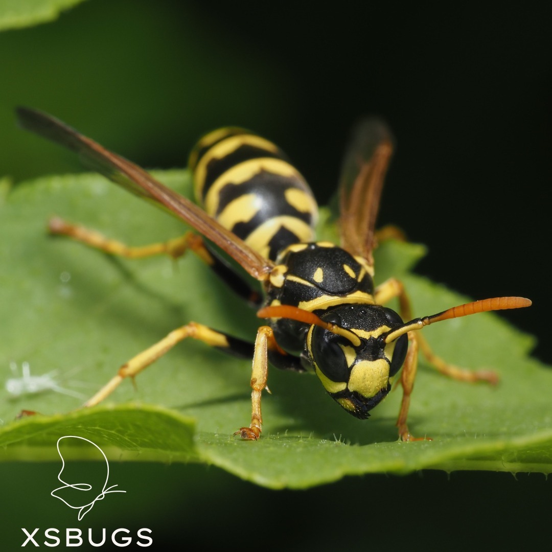 Foto van een Franse veldwesp (Polistes dominula)